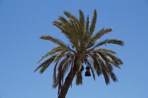 K1024_Dattelpalme
