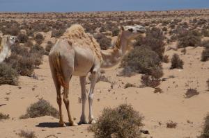 K1024_Dromedar (2)