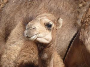 K1024_Dromedar nah