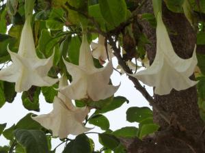 K1024_Engelstrompeten