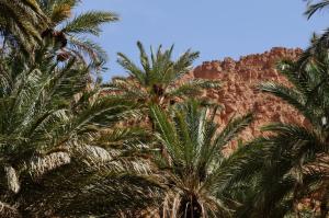 K1024_Palme und Fels