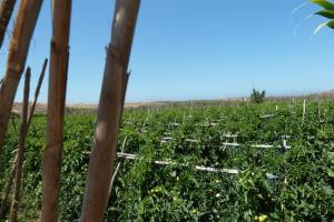 K1024_Tomaten am Meer