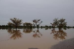 K800_Balzan Bäume im Wasser