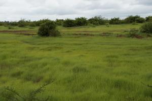 K800_Grün vor Bamako