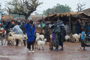K800_Schafhändler im Regen