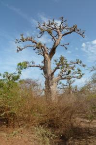 K1024_Baobab (4)