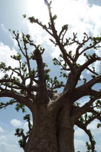 K1024_Baobab (7)