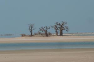 K1024_Baobab Lagune