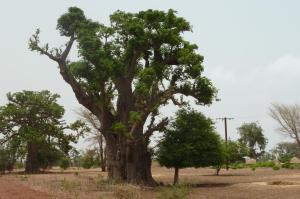 K1024_Baobab Süden