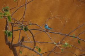 K1024_Blauer Vogel gelbe Wand