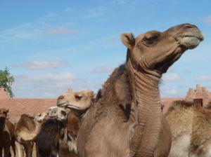 K1024_Dromedarkopf