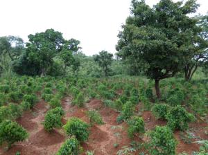 SAMSUNG CAMERA PICTURES