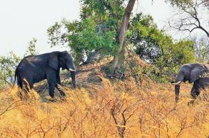 K1024_Elefant am Termitenhügel