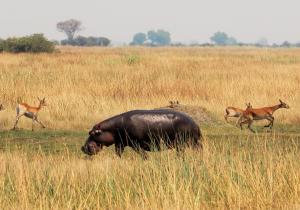 K1024_Hippo am Rennen2 (2)