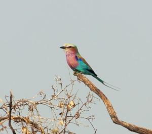 K1024_Siebenfarbenvogel