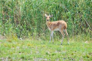 K1024_Steinböckchen3 (2)