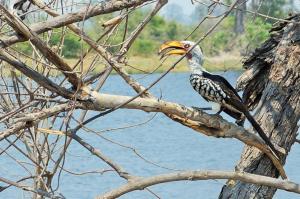 K1024_Vogel mit gelbem Schnabel (2)