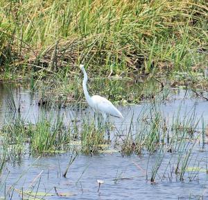 K1024_Weisser Wasservogel