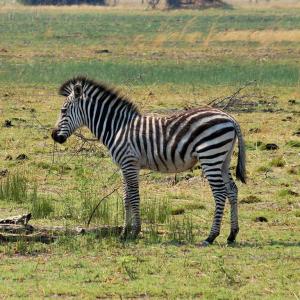 K1024_Zebra2