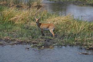 K1024_Impala im Schilf