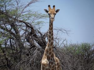 SAMSUNG CAMERA PICTURES