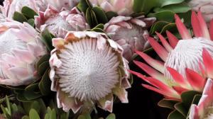 SAMSUNG CAMERA PICTURES