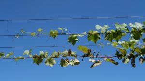 SAMSUNG CAMERA PICTURES